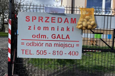 ox_ziemniaki-jadalne-odm-gala-prosto-od-rolnika-mozliwy-transport