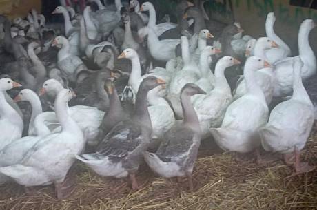 ox_25-miesieczne-gesi-mlode-landes-i-koludzkie-do-dalszego-chowu-tanoooo