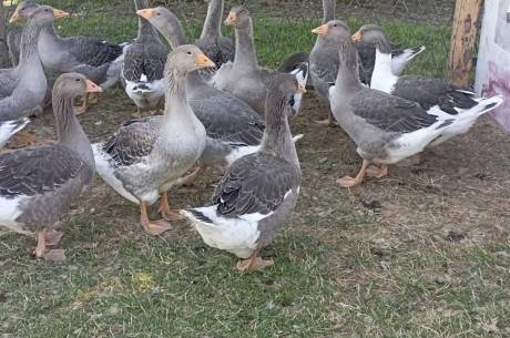 ox_35-miesieczne-gesi-landes-20-szt-polecam-okazja