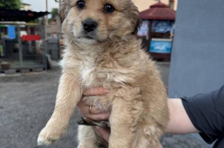 ox_pieski-male-5-szt-do-wyboru-fajne-ruchliwe-nawet-juz-szczekaja